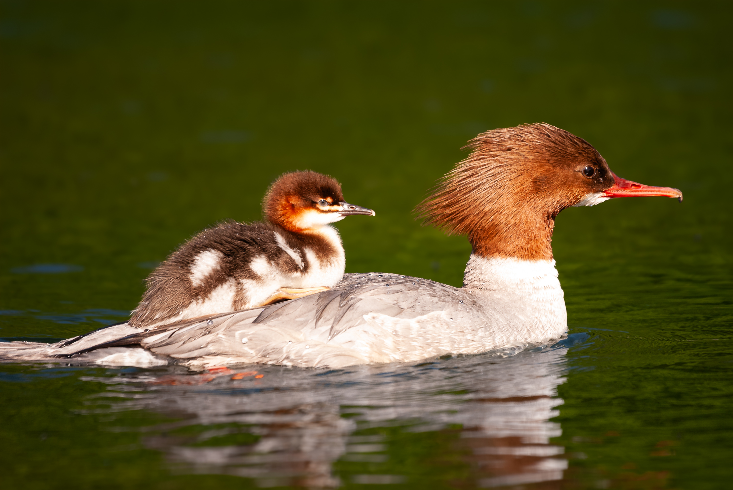 Gänsejägerin mit Küken